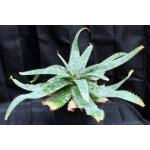 Aloe sp. (Baviaanskrantz, RSA) 2-gallon pots