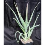Aloe sp. Ethiopia (Katz ET60) one-gallon pots