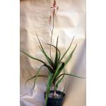 Aloe sp. aff. dawei 12-inch pots