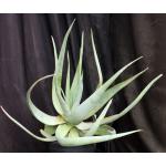 Aloe speciosa (hexapetala) two-gallon pots