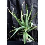 Aloe spicata 2-gallon pots