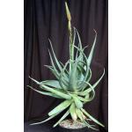 Aloe spinosissima 3-gallon pots