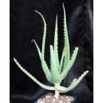 Aloe spinosissima 5-inch pots