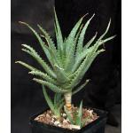 Aloe spinosissima (variegate) one-gallon pots