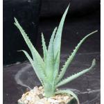 Aloe spinosissima 4-inch pots