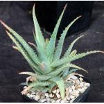 Aloe spinosissima 5-inch pots