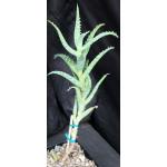 Aloe squarrosa 5-inch pots