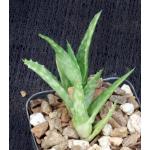 Aloe squarrosa 2-inch pots