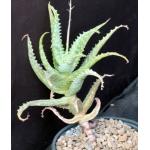 Aloe squarrosa one-gallon pots
