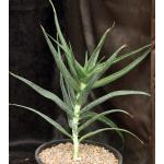 Aloe striatula 2-gallon pots