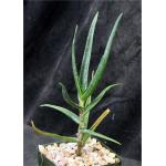 Aloe striatula 4-inch pots
