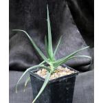 Aloe striatula 5-inch pots