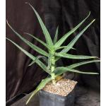 Aloe striatula one-gallon pots