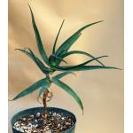 Aloe striatula 8-inch pots