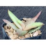 Aloe suarezensis 2-inch pots