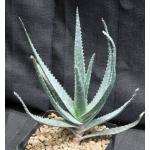 Aloe succotrina hybrid one-gallon pots Aloe succotrina hybrid one-gallon pots