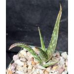 Aloe suffulta 4-inch pots