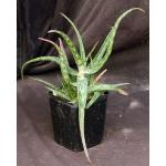 Aloe suffulta 5-inch pots