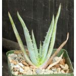 Aloe suprafoliata 4-inch pots