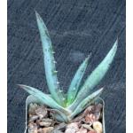 Aloe suprafoliata 2-inch pots