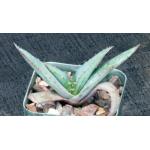 Aloe suprafoliata 2-inch pots