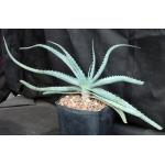 Aloe suprafoliata one-gallon pots