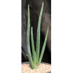 Aloe suzannae 2-gallon pots