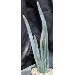 Aloe suzannae one-gallon pots