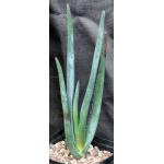 Aloe suzannae one-gallon pots