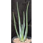 Aloe suzannae 2-gallon pots