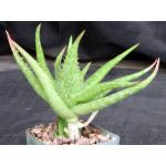 Aloe tegetiformis 4-inch pots