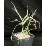 Aloe tenuoir 5-inch pots