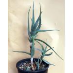 Aloe tewoldei 2-gallon pots