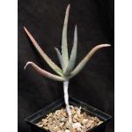 Aloe tewoldei 5-inch pots
