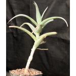Aloe tewoldei one-gallon pots