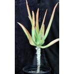 Aloe thraskii 3-gallon pots