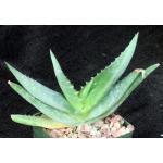Aloe tomentosa 4-inch pots