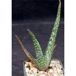 Aloe trichosantha ssp. longiflora 4-inch pots