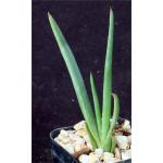 Aloe trigonantha 2-inch pots