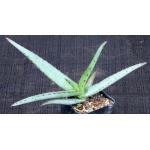 Aloe tulearensis 2-inch pots
