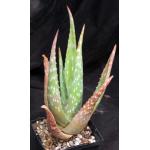 Aloe turkanensis 5-inch pots