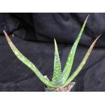 Aloe turkanensis 4-inch pots