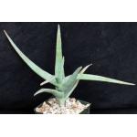 Aloe tewoldei 4-inch pots