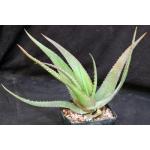 Aloe ukambensis one-gallon pots