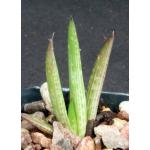 Aloe ukambensis 2-inch pots
