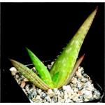 Aloe ukambensis 2-inch pots