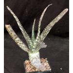 Aloe umfoloziensis 5-inch pots