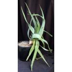 Aloe vacillans 3-gallon pots