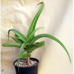 Aloe vanbalenii 2-gallon pots
