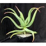 Aloe vanbalenii one-gallon pots